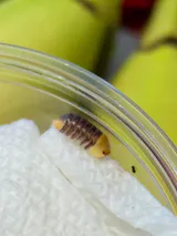 Cubaris sp. "Rubber Ducky"