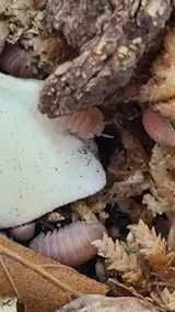 Cubaris sp. "Cherry Blossom"