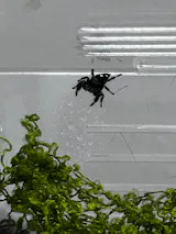 Jumping Spider [Phidippus Regius]