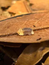 Cubaris sp. "Rubber Ducky"