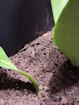 Porcellio laevis "Orange"