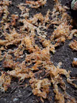 Tropical Pink Springtails