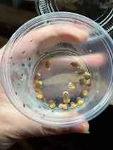 Cubaris sp. "Rubber Ducky"