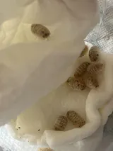 CrawlMart