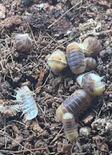 Cubaris sp. "Rubber Ducky"