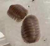Mystery Isopod Box