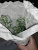 Crazy Plant People