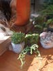 Peperomia Rotundifolia 'Jade Necklace / String of Turtles'