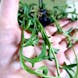 Crazy Plant People