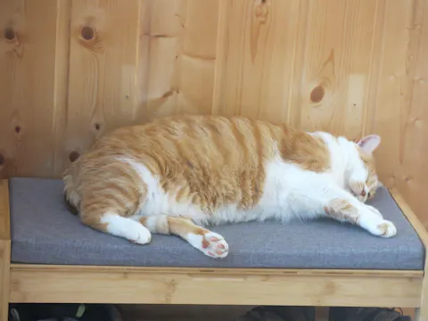 Plaque humour Attention au chat roux cartoon il est de mauvais poil Panneau