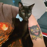 Critical Role Pet Bow Tie Set 2-Pack M