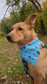 LV-426-dog bandana pet collar-Crumblin' Cookie by TeeFury