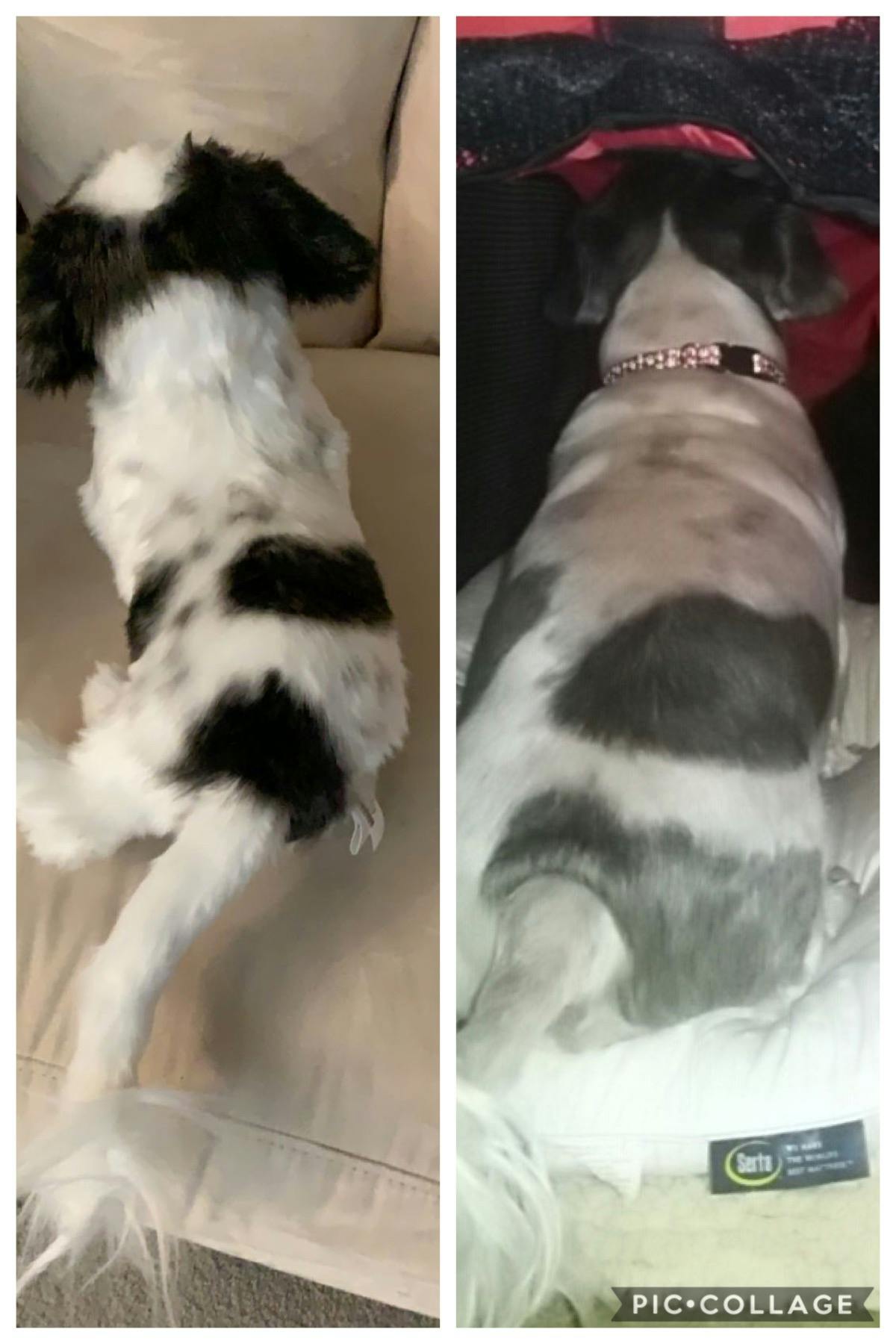 Custom Stuffed Animal of Your Pet Plush Dogs & Cats Cuddle Clones