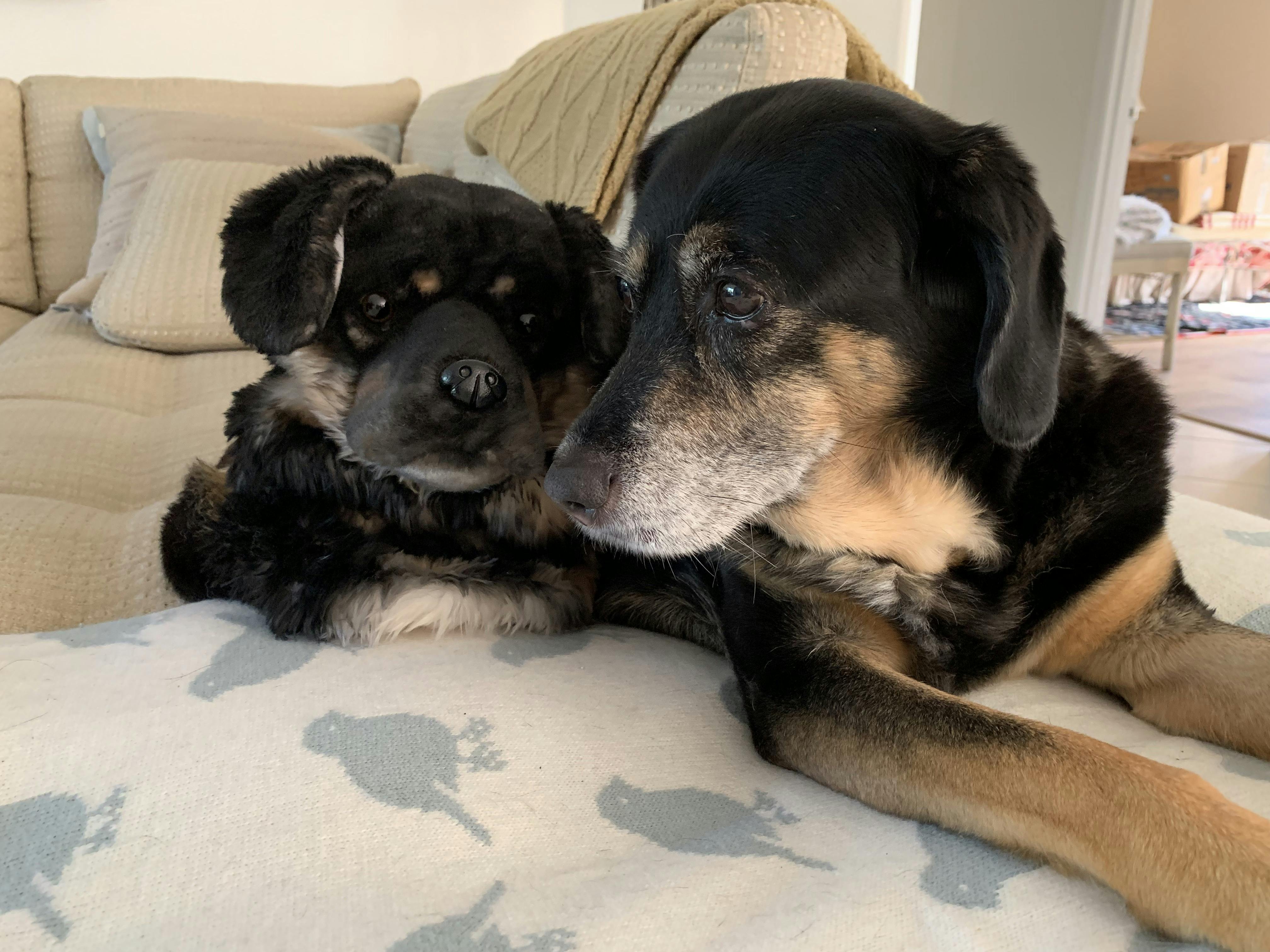 Custom Golf Headcovers of Pets Dogs & Cats Cuddle Clones