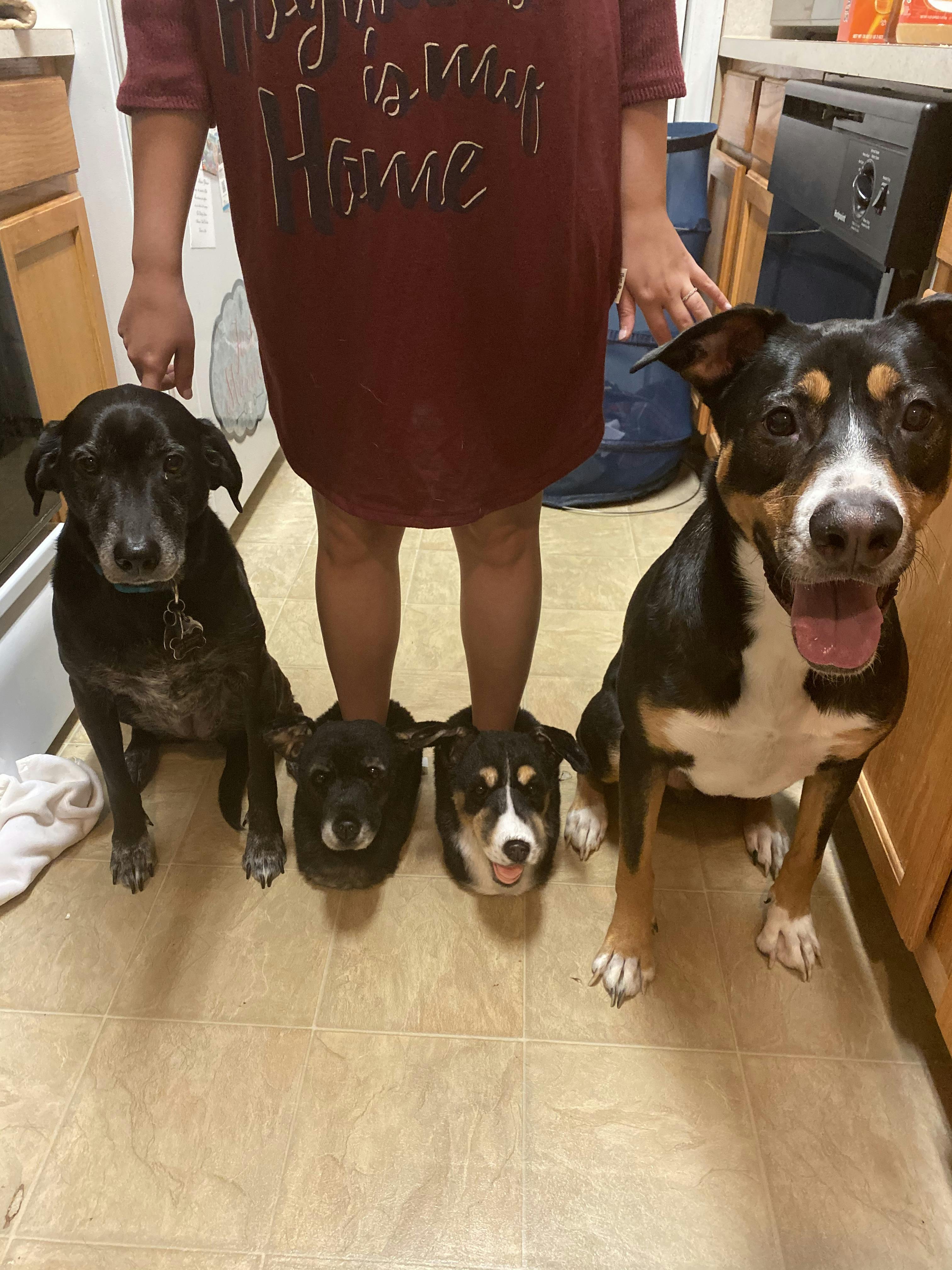 custom made dog slippers