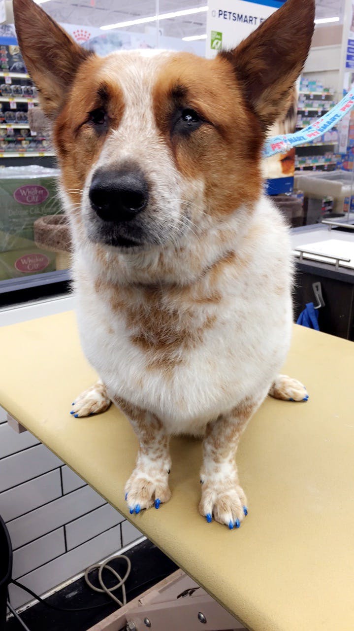 dog urns petsmart