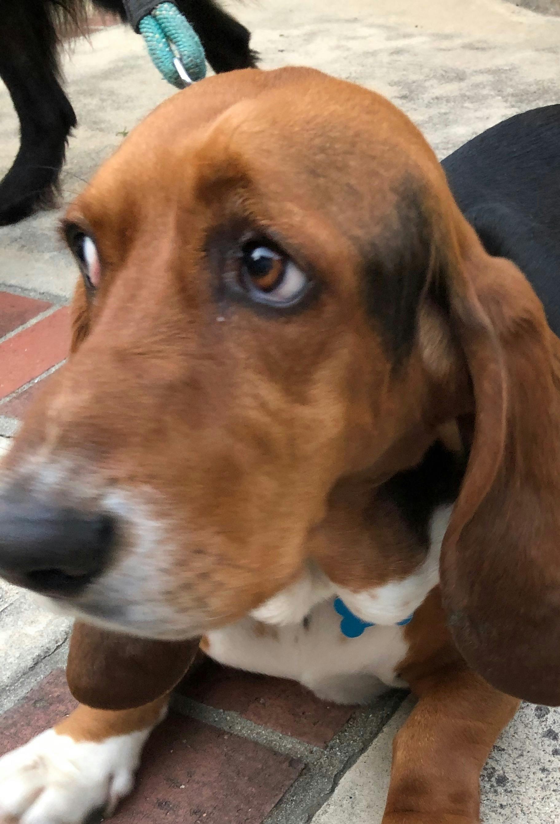 Custom Golf Headcovers of Pets Dogs & Cats Cuddle Clones