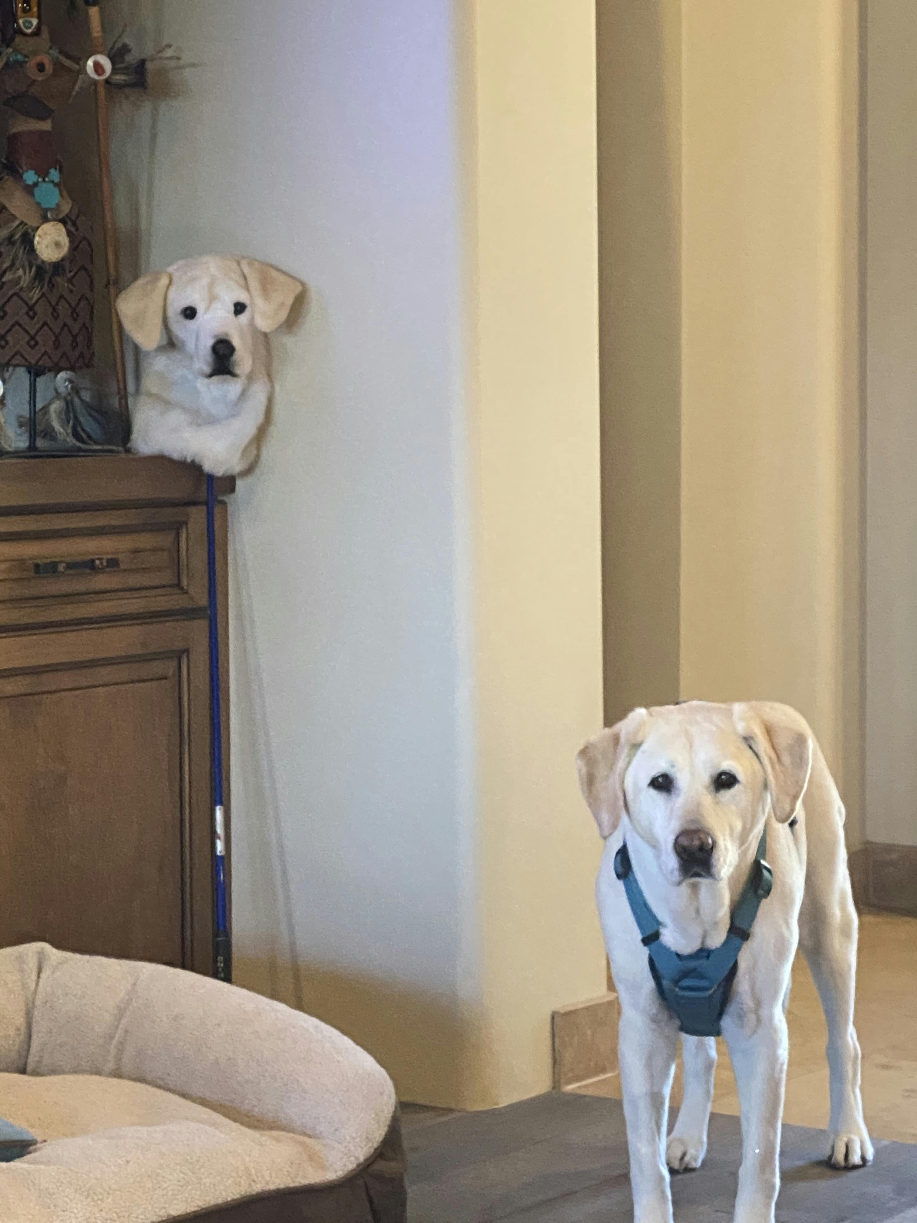 personalised dog balls