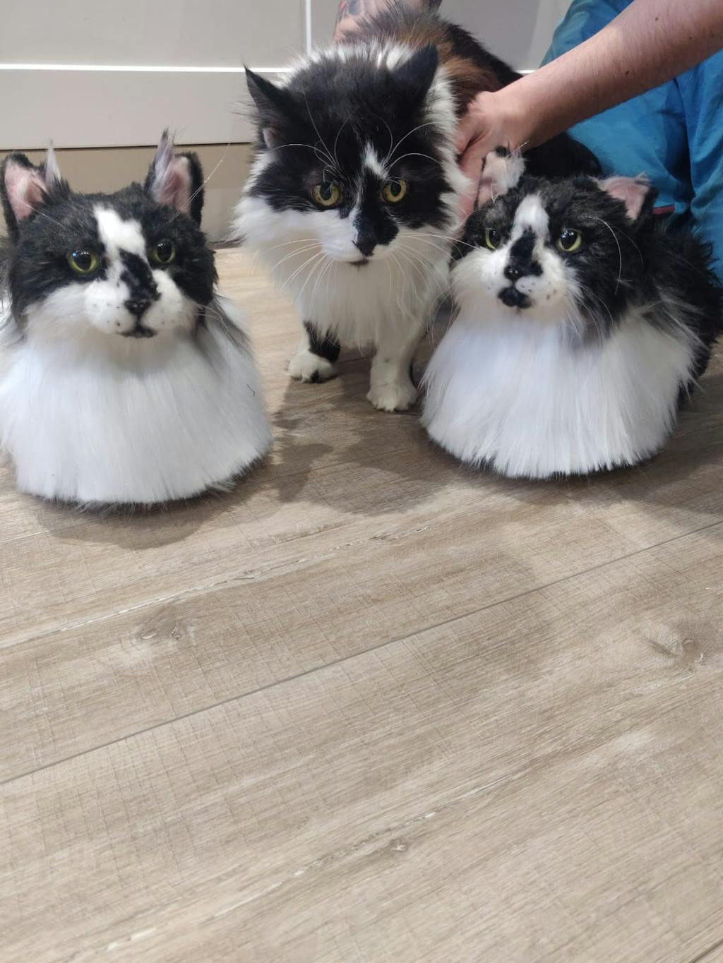 pet clone slippers