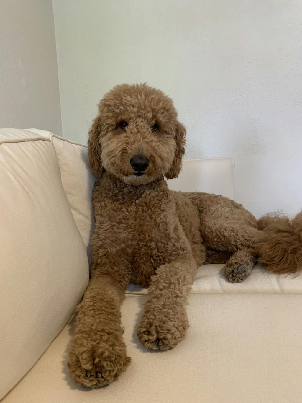 Custom Golf Headcovers of Pets Dogs & Cats Cuddle Clones