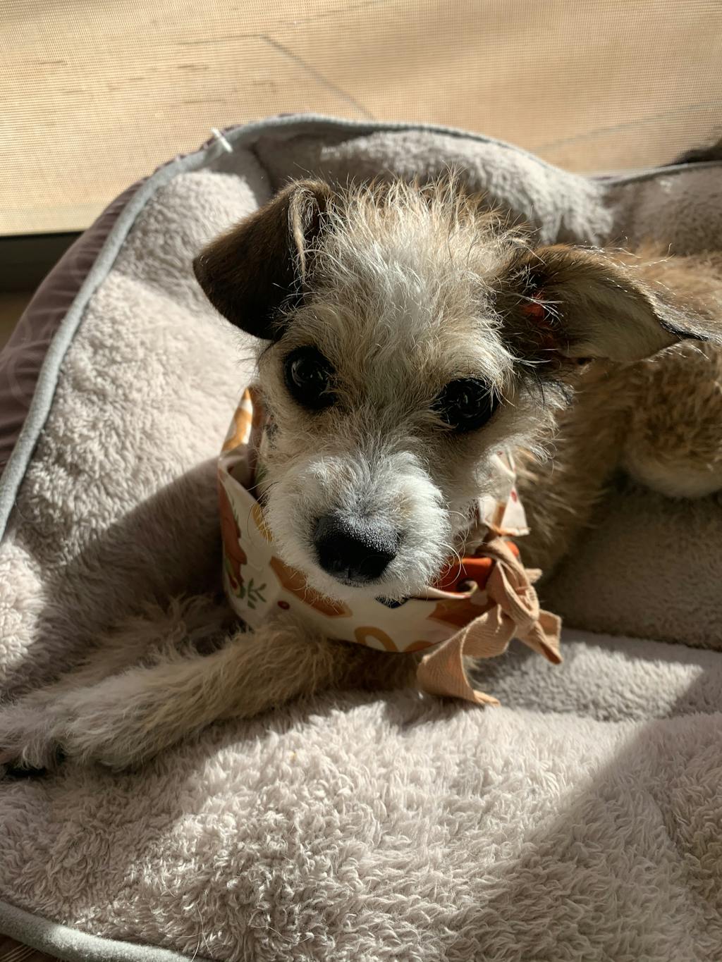 Custom Golf Headcovers of Pets Dogs & Cats Cuddle Clones