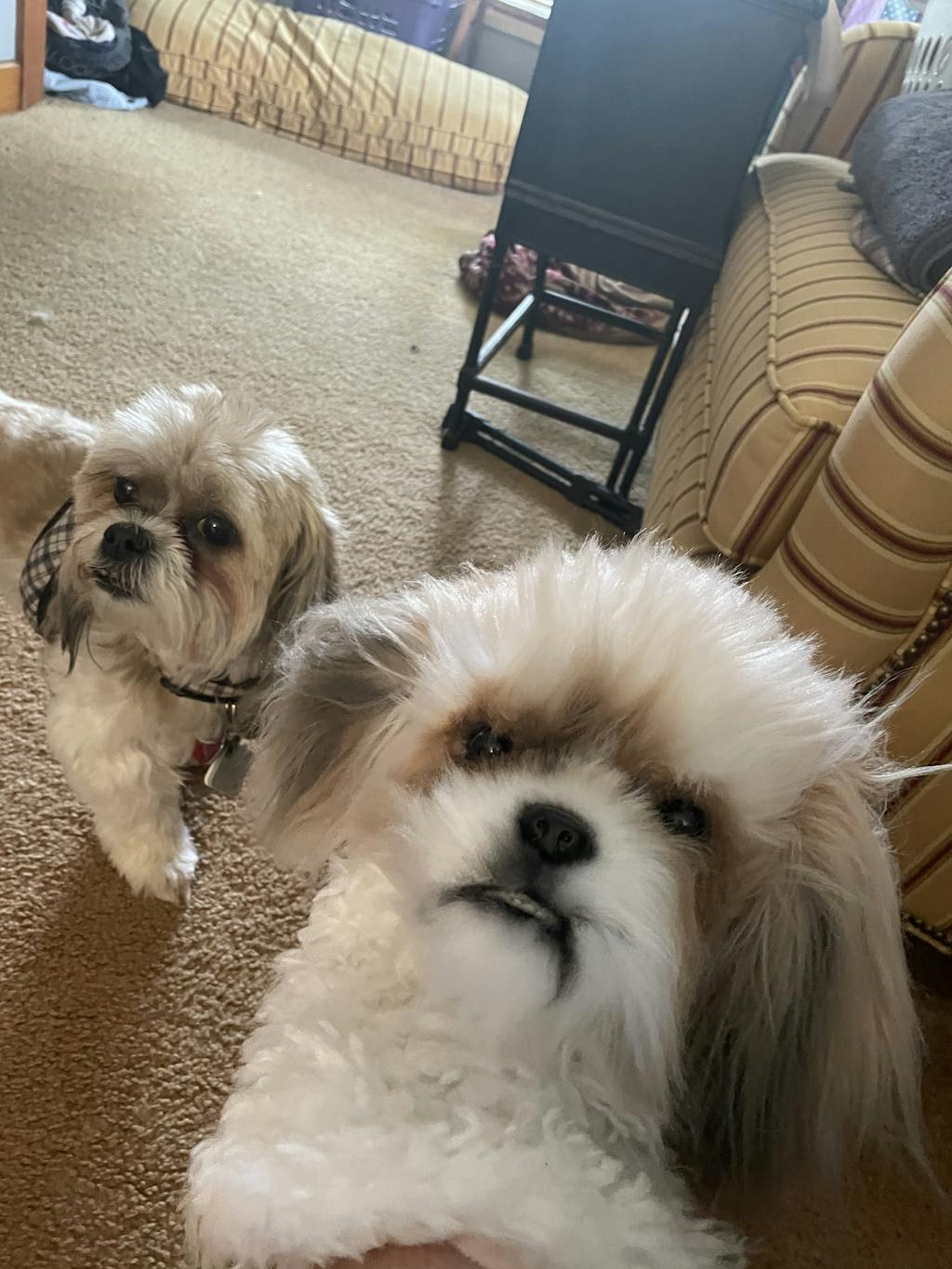 Custom Golf Headcovers of Pets Dogs & Cats Cuddle Clones