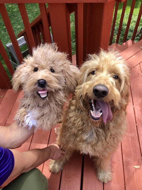 Cuddle Clones Custom Stuffed Animals of Your Pet Premium Quality