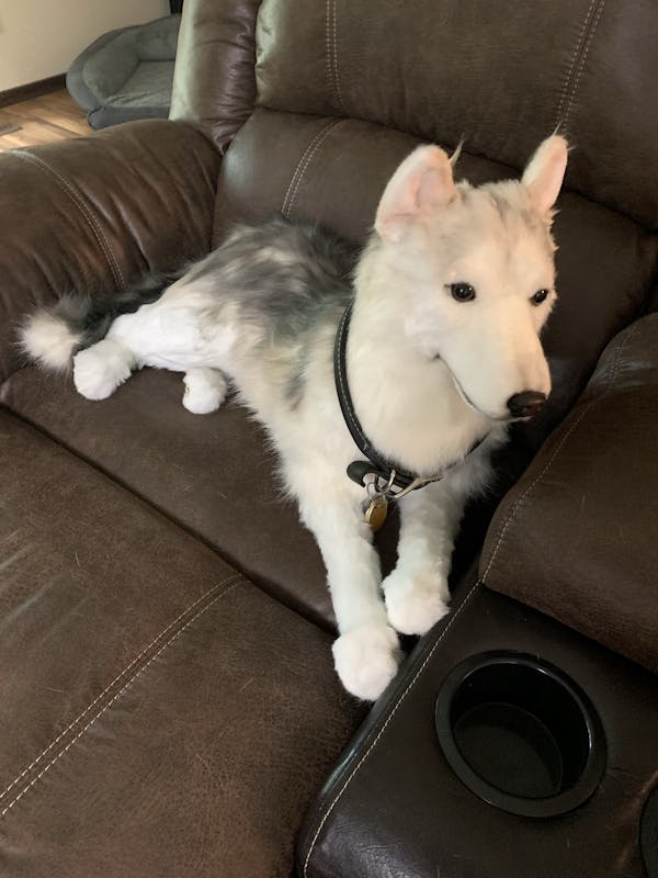 Cuddle Clones Custom Stuffed Animals of Your Pet Premium Quality