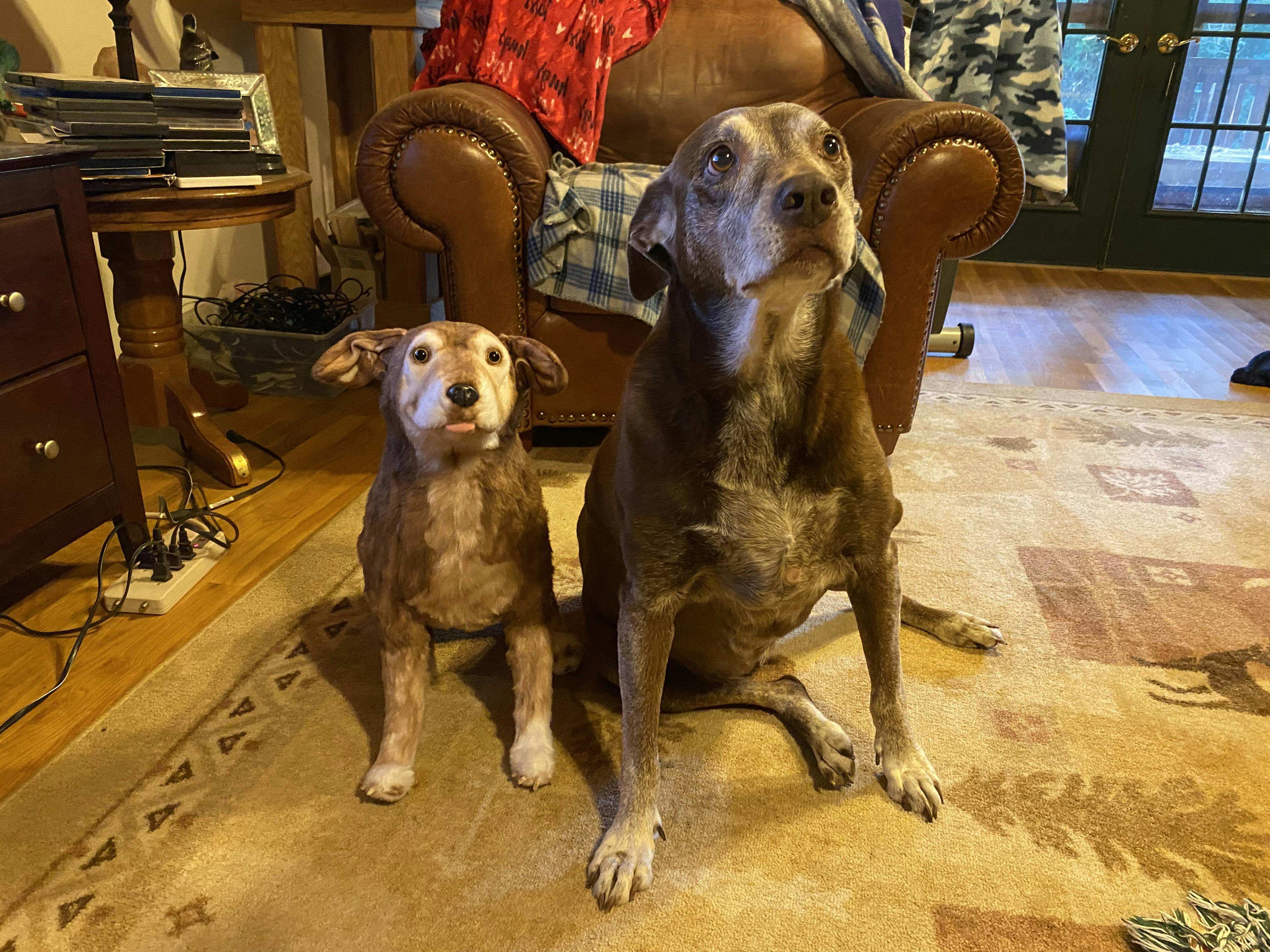 Product Reviews Cuddle Clones