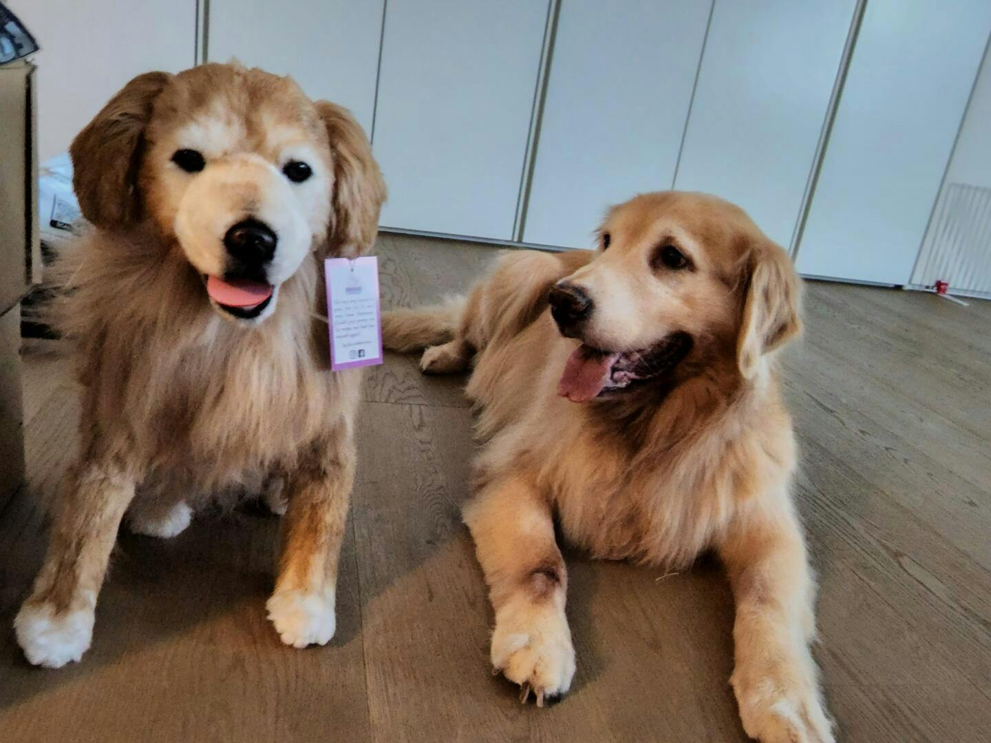 cuddle clones golden retriever