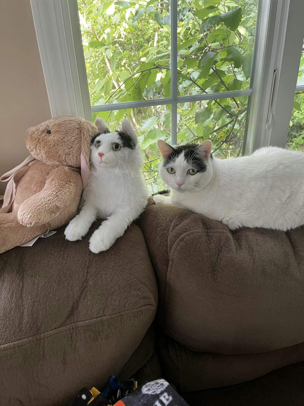 Custom Cat Plush Personalized Stuffed Cats Cuddle Clones