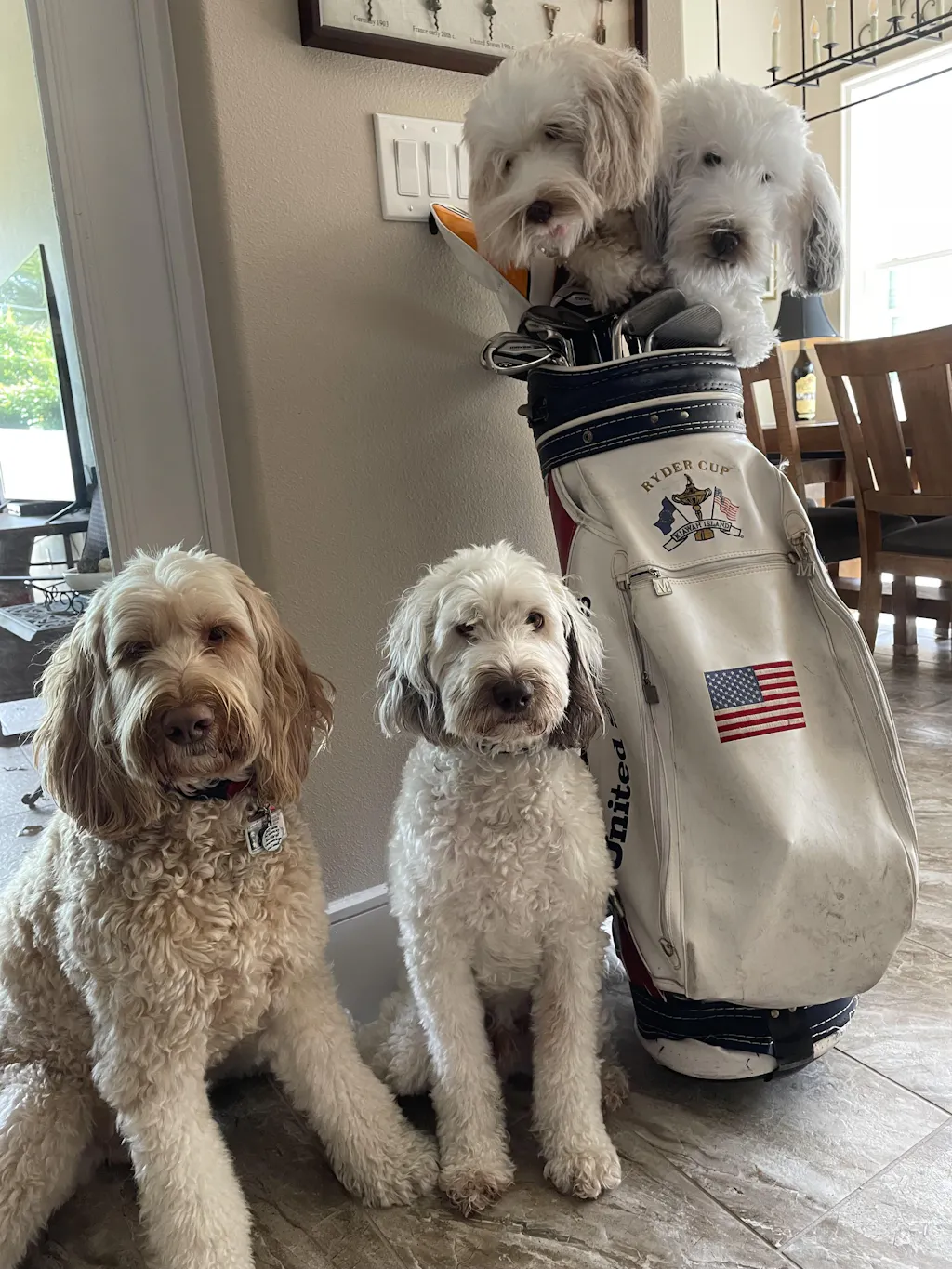 Custom Golf Headcovers Handcrafted Custom Dog Cat Or Pet Head Covers custom-golf-headcovers-handcrafted-custom-dog-cat-or-pet-head-covers