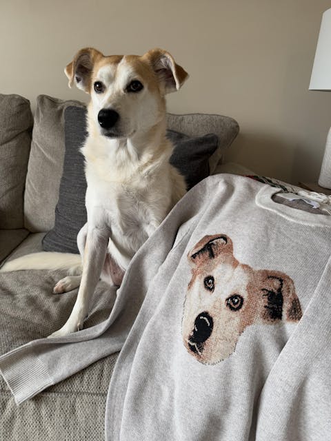 Custom Knit Pet Sweater