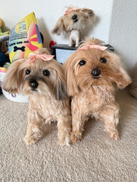 Custom Pet Memorial Plush Cuddle Clone
