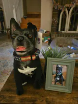 User picture