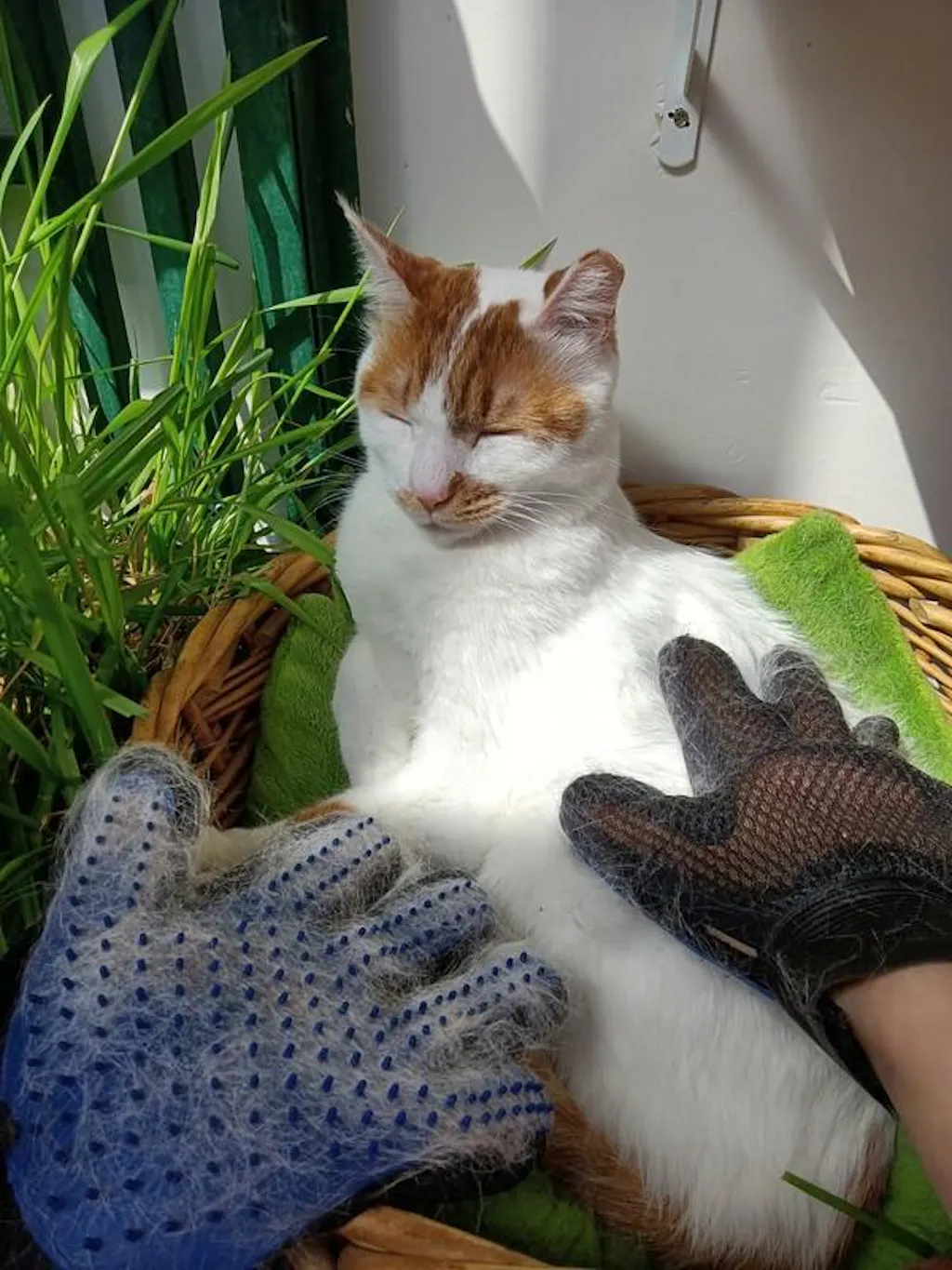 2-in-1-cat-glove