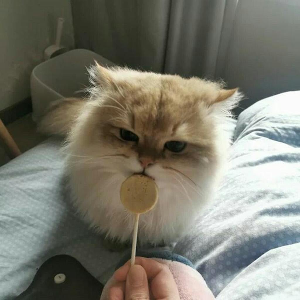 Lollipop Cat Treat (25 pcs)