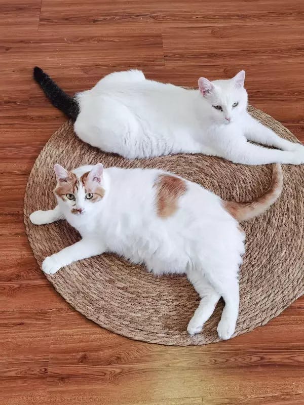 Cattail Scratcher Mat