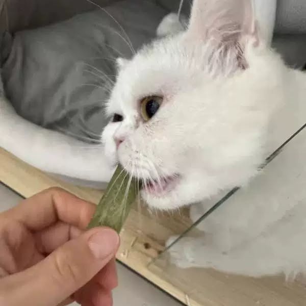 Cat Grass Teething Sticks