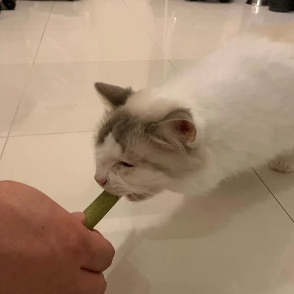 Cat Grass Teething Sticks