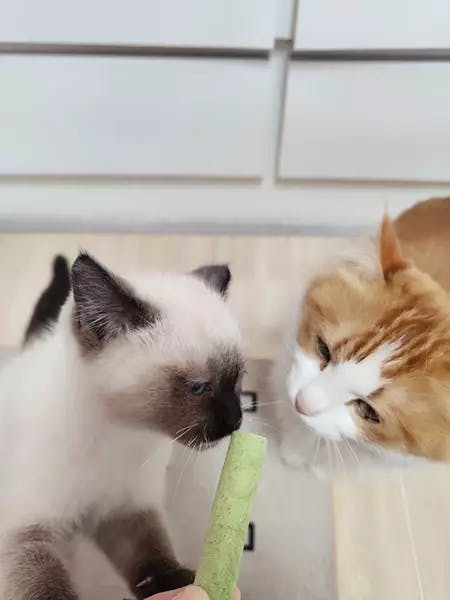 Cat Grass Teething Sticks