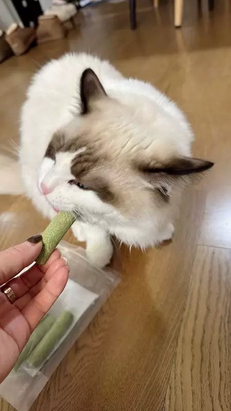 Cat Grass Teething Sticks