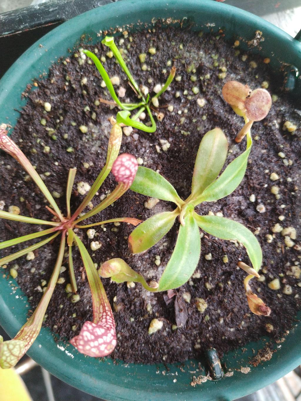 TRUMPET PITCHERS for beginners carnivorous plants for sale Cultivo