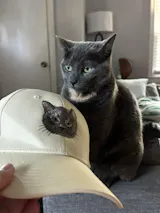 Custom Pet Embroidered Patch Hat