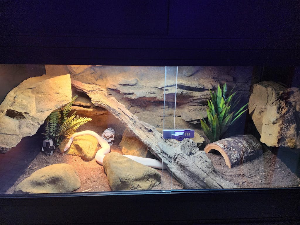 Complete Ball Python Kits