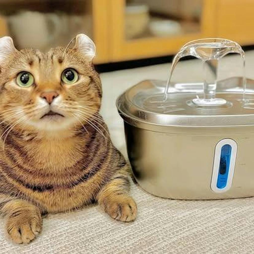CutyPet™ Fountain