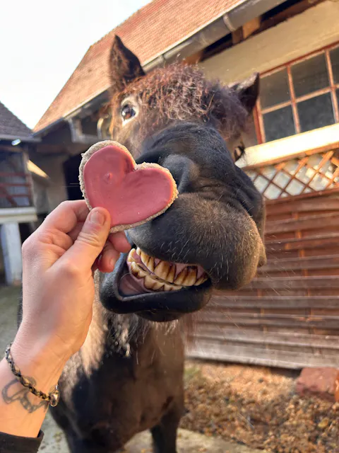 Duo de Candy'z Sweet Love ❤ Friandises naturelles pour chevaux  Édition Spéciale Saint-Valentin