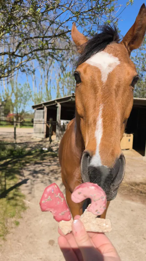 Candy'z Anniversaire  Friandises naturelles pour chevaux  Coffret personnalisé