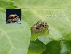 Review picture