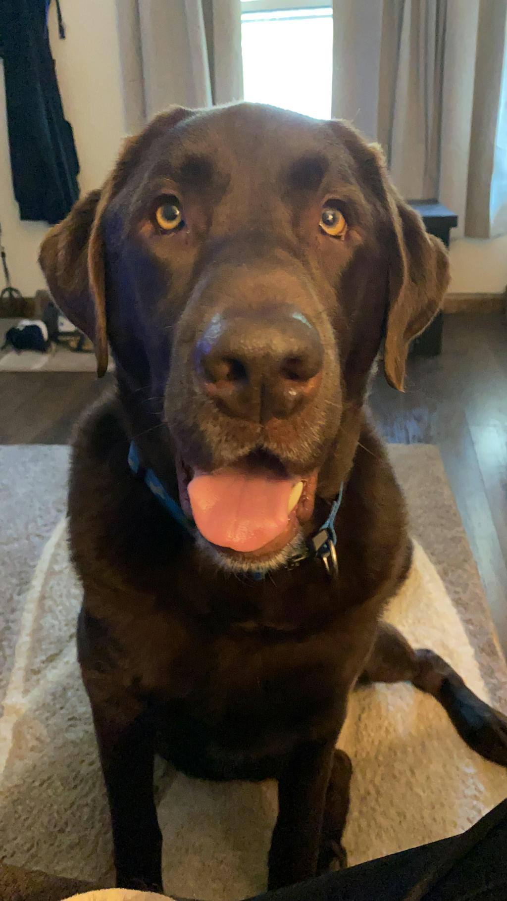 Chocolate Lab Golf Headcover Daphne's Headcovers